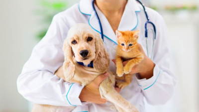 Crece la contratación de seguros para mascotas: qué cubren y cuánto cuestan
