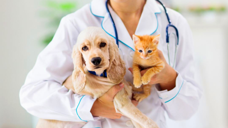 Crece la contratación de seguros para mascotas: qué cubren y cuánto cuestan
