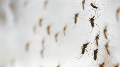 Insisten en reforzar las medidas de prevención del dengue