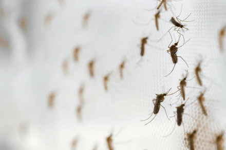 mosquitos.jpg