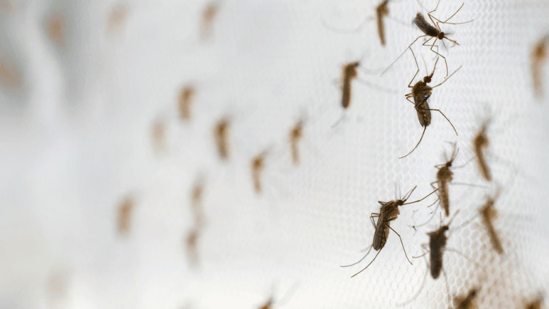 Insisten en reforzar las medidas de prevención del dengue