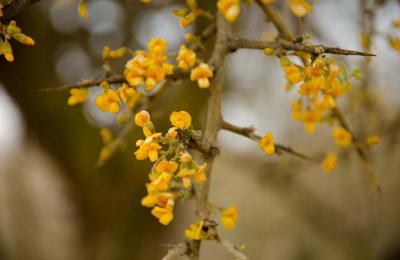 El chañar, un árbol con frutos de alto valor nutricional