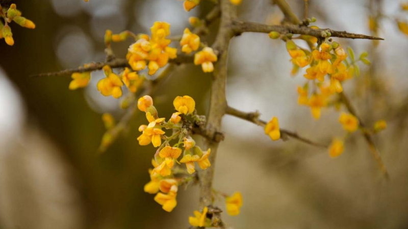 El chañar, un árbol con frutos de alto valor nutricional
