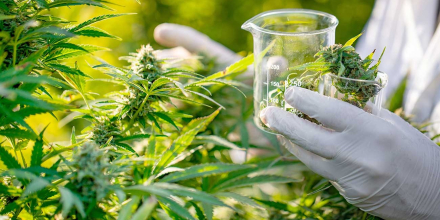 cannabis-medicinal.jpg