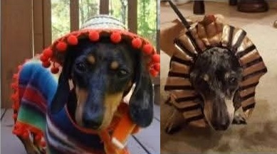 salchi1.jpg
