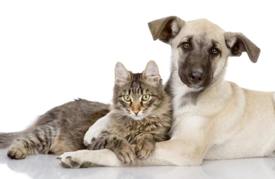 Cuáles son los errores más frecuentes en el cuidado de las mascotas