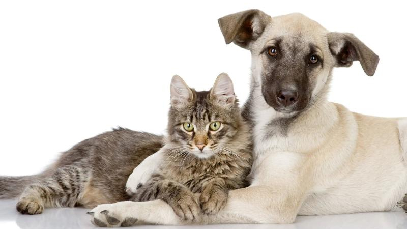 Cuáles son los errores más frecuentes en el cuidado de las mascotas