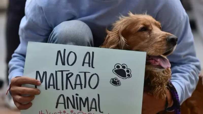 Juntarán firmas por una Ley de Esterilizaciones y contra el maltrato animal