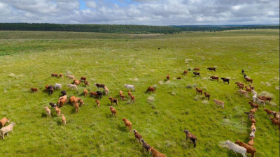Luchar contra la desertificación desde el Gran Chaco: la innovación productiva en defensa del territorio