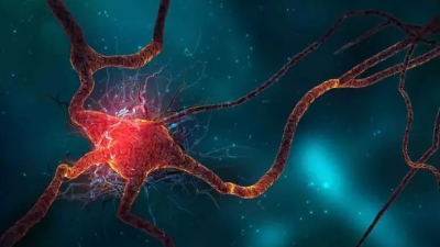 Los ancianos siguen produciendo neuronas