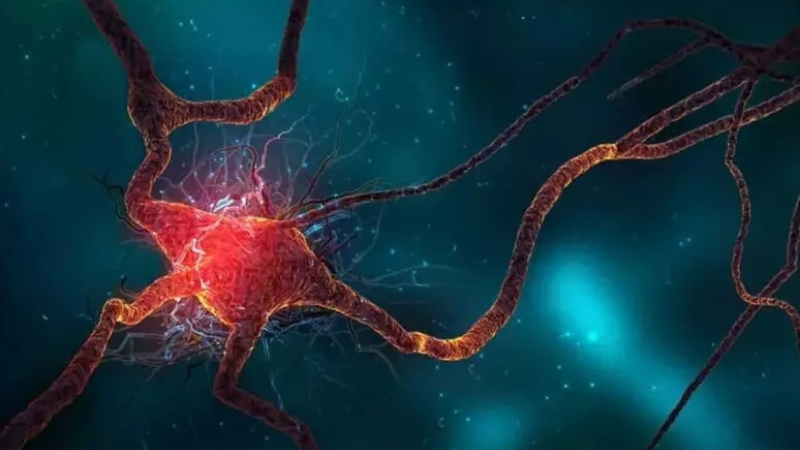 Los ancianos siguen produciendo neuronas