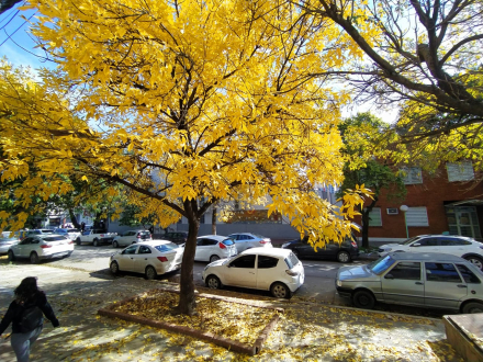invierno arbol amarillo.jpg