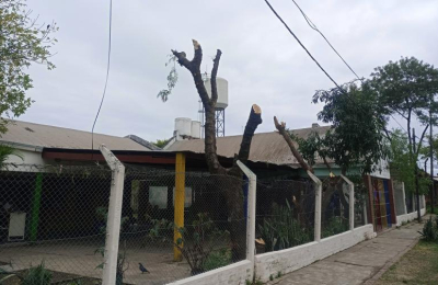 Entidad ambientalista cuestiona las podas masivas que ejecutan desde el Municipio