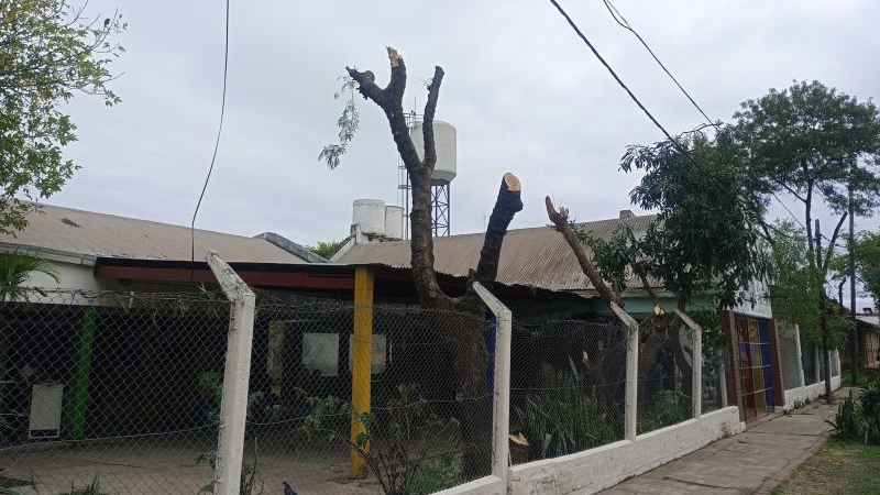 Entidad ambientalista cuestiona las podas masivas que ejecutan desde el Municipio