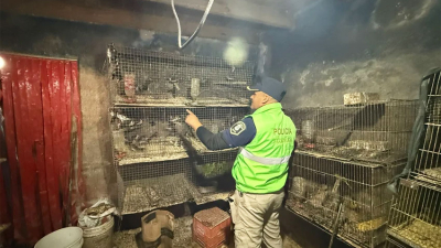 Rescataron a más de 200 animales que estaban atrapados en una casa de La Plata