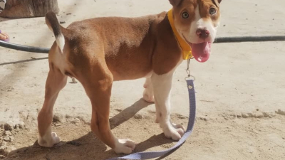 Buscan desesperadamente a Nina, una perrita perdida en zona sur de Resistencia