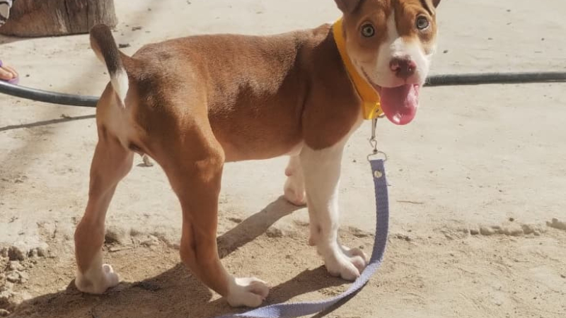 Buscan desesperadamente a Nina, una perrita perdida en zona sur de Resistencia