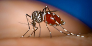 Aedes-albopictus.jpg