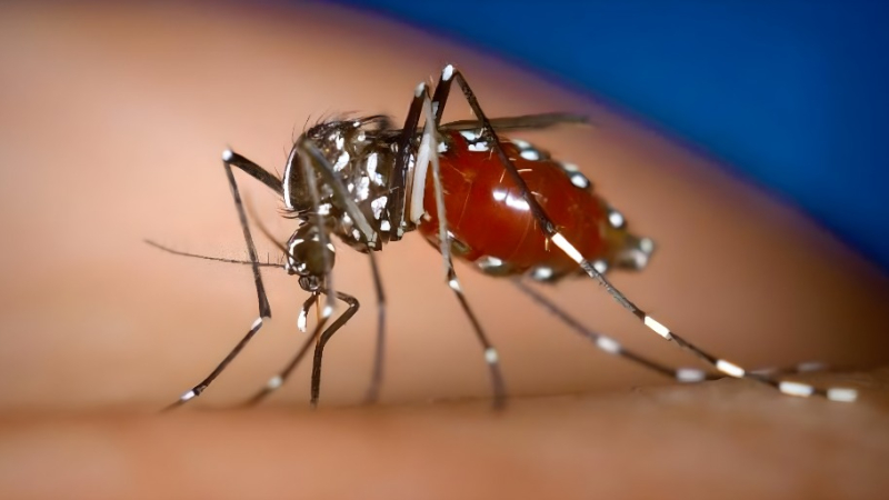 Los fantasmas pandémicos regresan junto con el mosquito