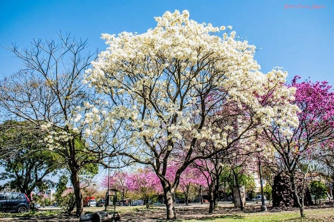 Lapachos