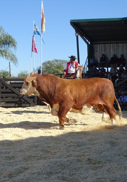 toro4.jpg