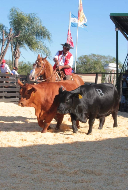 toro14.jpg