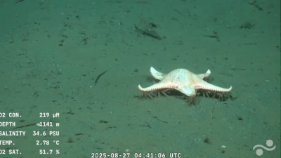 El buque científico llegó a Uruguay: una estrella de mar "con patas" y otras especies asombrosas a 1.000 metros de profundidad