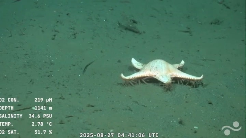 El buque científico llegó a Uruguay: una estrella de mar "con patas" y otras especies asombrosas a 1.000 metros de profundidad