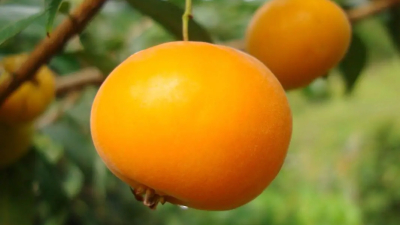 Invitan a charla sobre "Frutales nativos exóticos para el NEA"
