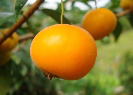 frutos.jpg