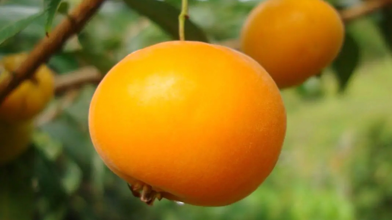 Invitan a charla sobre "Frutales nativos exóticos para el NEA"