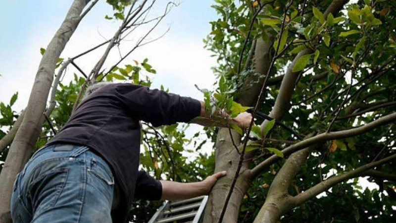 Tragedia en Resistencia: un hombre murió electrocutado en un vivero