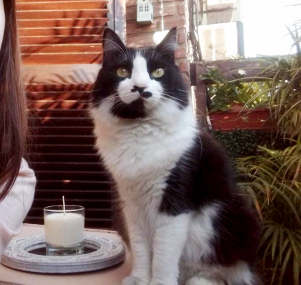 gato3.jpg