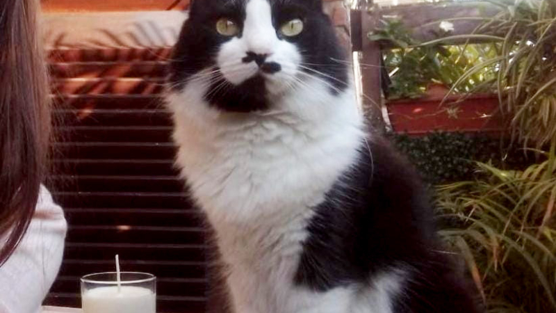 Se busca a Benito