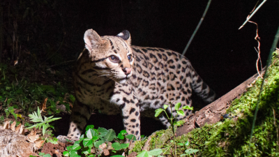Huellita, la ocelote más longeva del mundo vive en Misiones