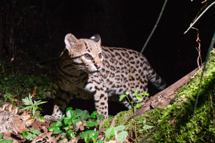 ocelote.png