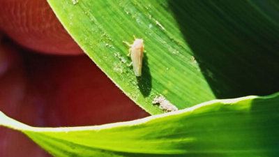 La chicharrita y oruga del maíz obligan a un manejo sanitario del cereal
