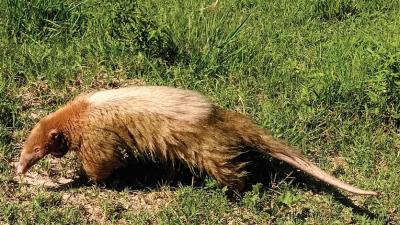 Reportan el primer registro de oso melero con albinismo de Argentina