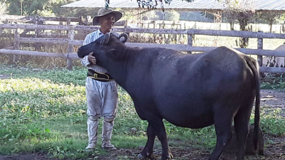 El búfalo marca presencia en la región