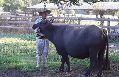 El búfalo marca presencia en la región