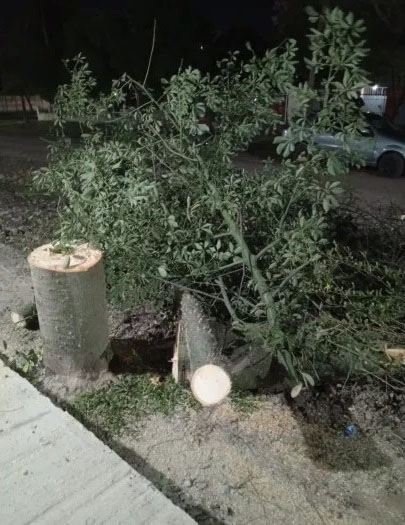 arbol extraido.jpg