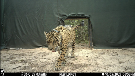 Acaí saliendo del recinto © Rewilding Argentina .png