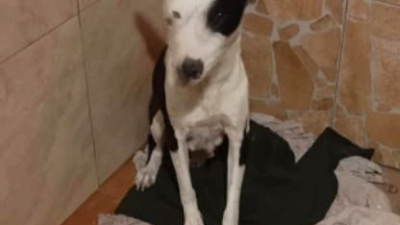 Se busca a Vaquita
