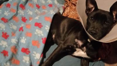 Lira, la perrita atropellada que necesita una cirugía urgente