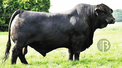 Imperdible: 40 toros y 100 vientres salen a pista este viernes