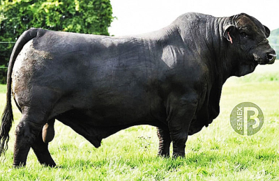 Imperdible: 40 toros y 100 vientres salen a pista este viernes