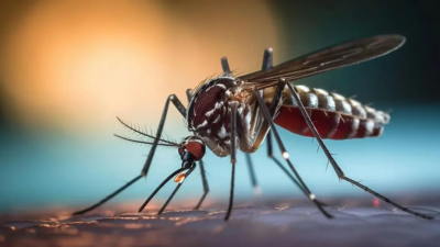Dengue: sin cambios respecto de la semana anterior