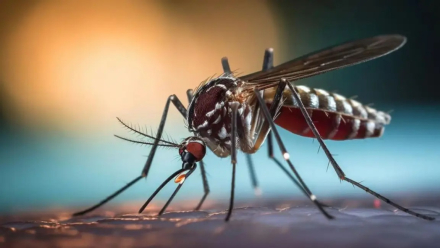 dengue.jpg