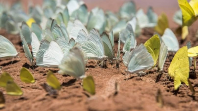 Se ven menos mariposas porque se redujeron los corredores verdes