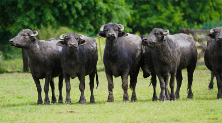 bufalo.jpg